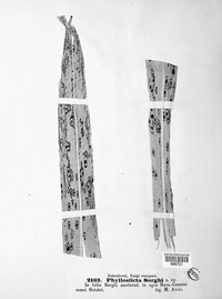 Phyllosticta sorghi image
